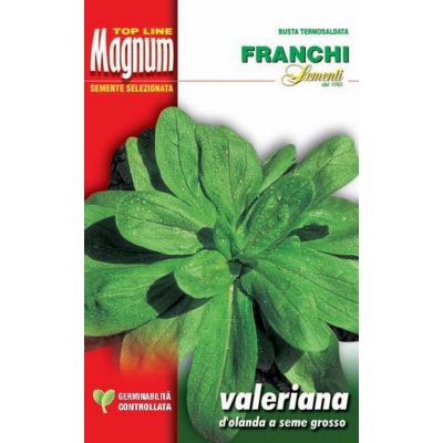 Valeriana d'olanda s.g. busta Magnum