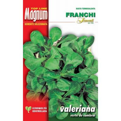 Valeriana v.cambrai busta Magnum