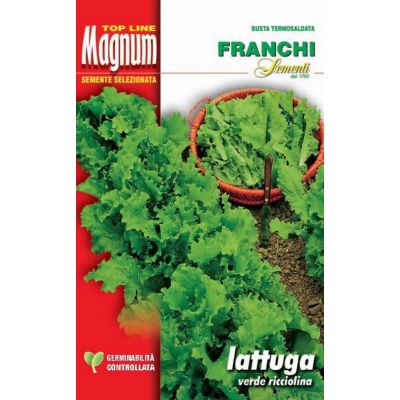 Lattuga verde ricciolina busta Magnum