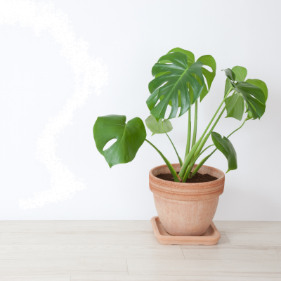 Filodendro (Philodendron) Ø17cm | Altezza 40-50 cm