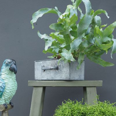 Phlebodium aureum blue star vaso 12 cm