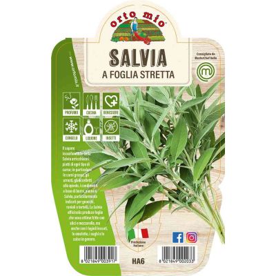 Salvia A Foglia Stretta in vaso 14