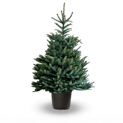 Picea Pungens Glauca albero vero in vaso 100-125 cm
