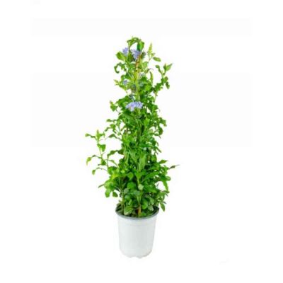 Plumbago vaso Ø17 cm