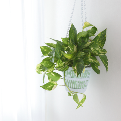 Pothos aurea basket Ø25 cm | Altezza 30-35 cm