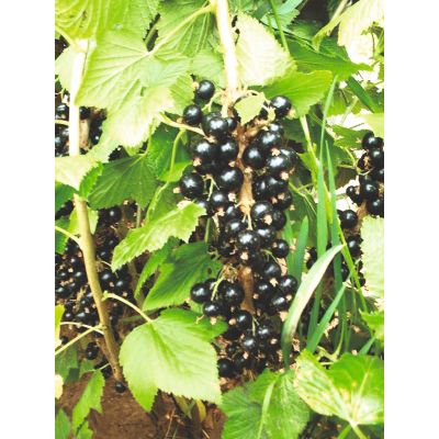 Ribes Nero Titania vaso da 6 litri