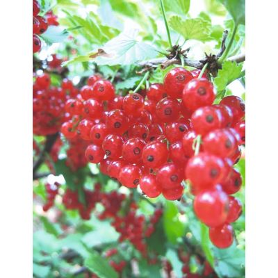 Ribes Rosso Junifer vaso da 6 litri