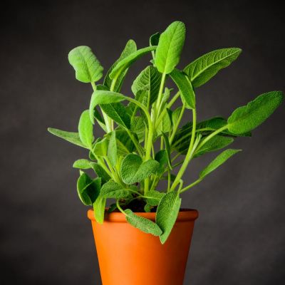 Salvia officinalis foglia larga in vaso Ø14 cm