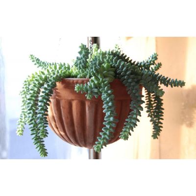 Sedum Burrito vaso Ø13 cm | Altezza 20 cm