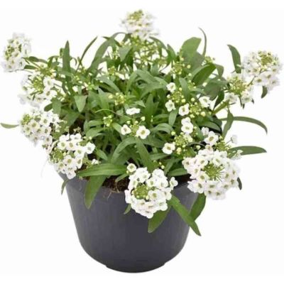 Lobularia vaso Ø14 cm