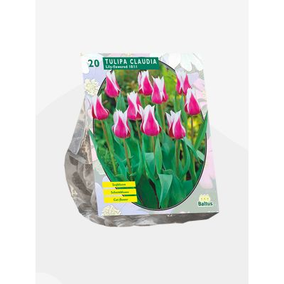 Bulbi Tulipani Claudia x20