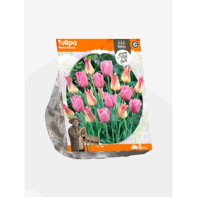 Bulbi Tulipani Pastel blend x 5