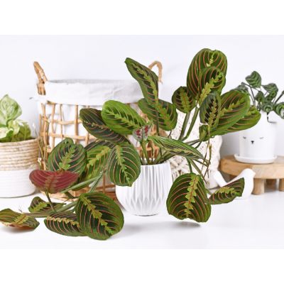 Maranta leuconeura  vaso diam. 12 cm