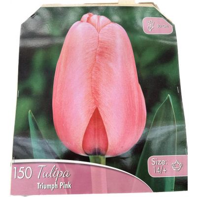 Tulipani Triumph Pink Calibro 14+ Altezza 50 cm Bulbo singolo