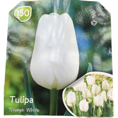 Tulipani Triumph white al pezzo Calibro 14+ Altezza 50 cm bulbo singolo
