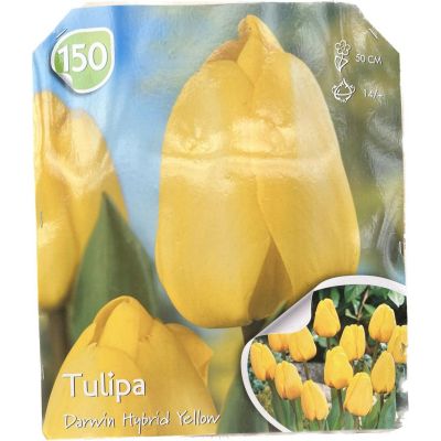 Tulipani Darwin Hybrid Yellow al pezzo Calibro 14+ bulbo singolo