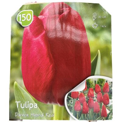Tulipani Darwin Hybrid red al pezzo maxi bulbo singolo