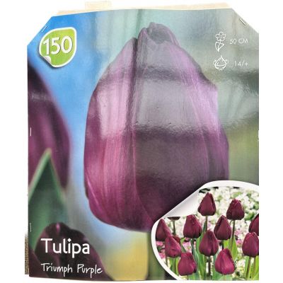 Tulipani Triumph purple al pezzo Calibro 14+