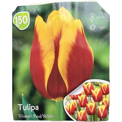 Tulipani Triumph red yellow al pezzo Calibro 14+