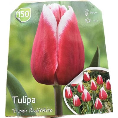 Tulipani Triumph red white al pezzo Calibro 14+ Altezza 50 cm
