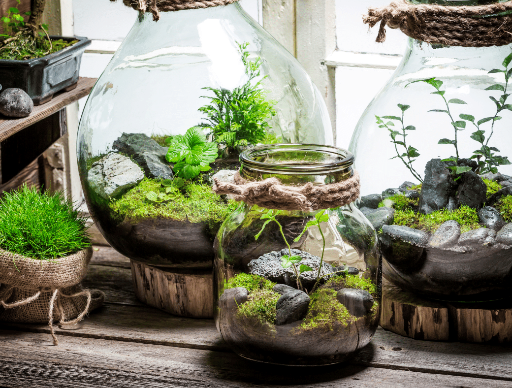 Come creare un terrarium con le piante da interno?