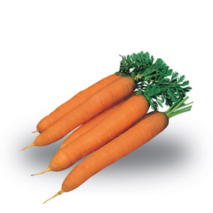 Carota