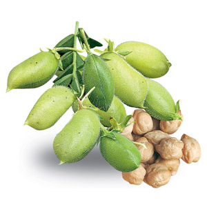 Legume