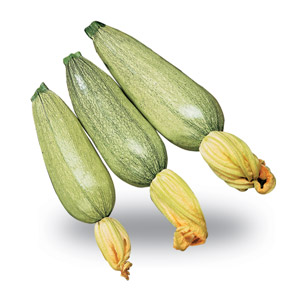 Zucchino