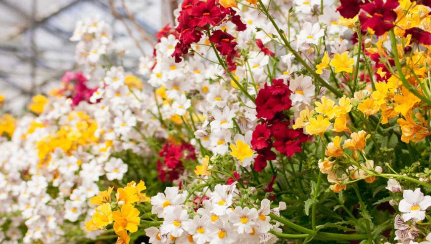 Fioriture primaverili in Agricola_Nemesia