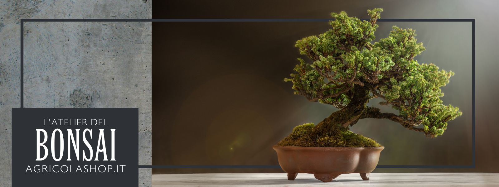 atelier del bonsai