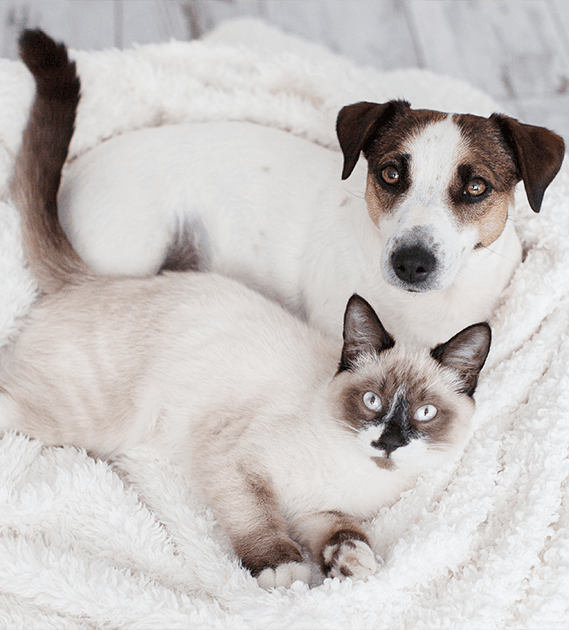 PROMO PET