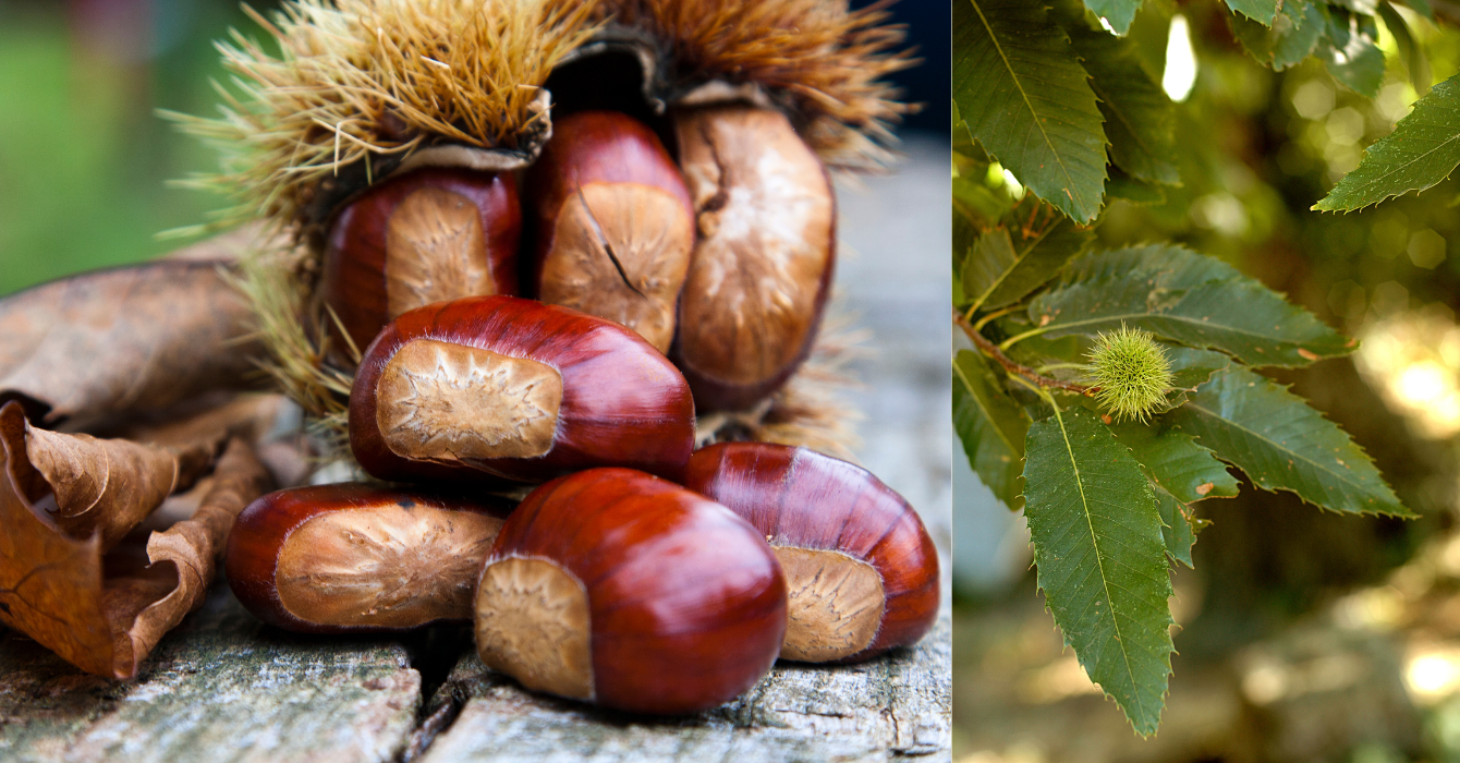 SPECIALE CASTAGNE