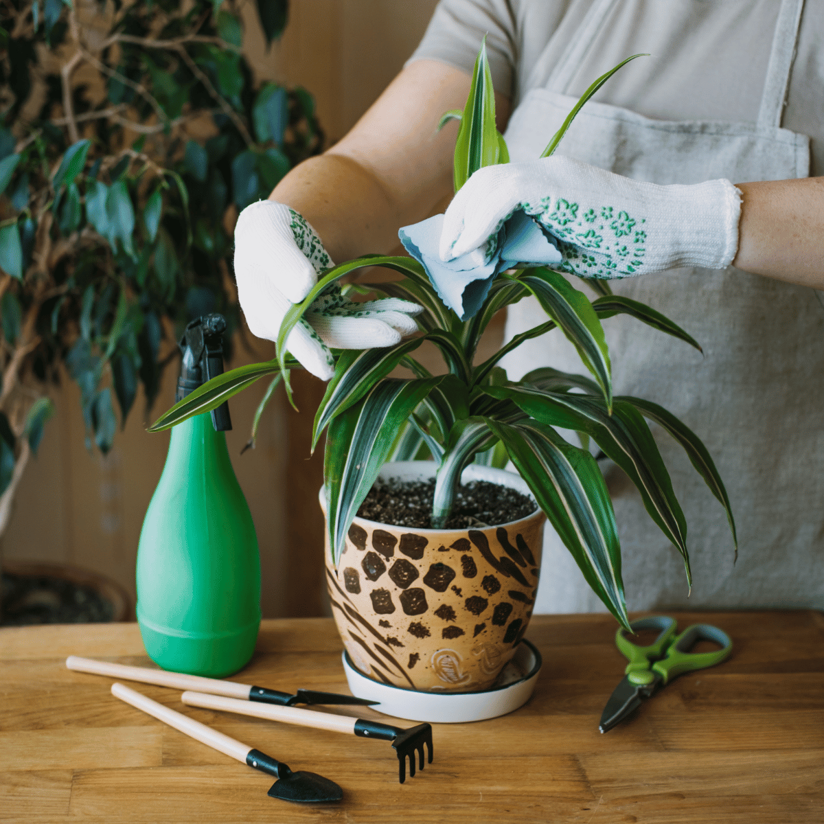 manutenzione piante verdi